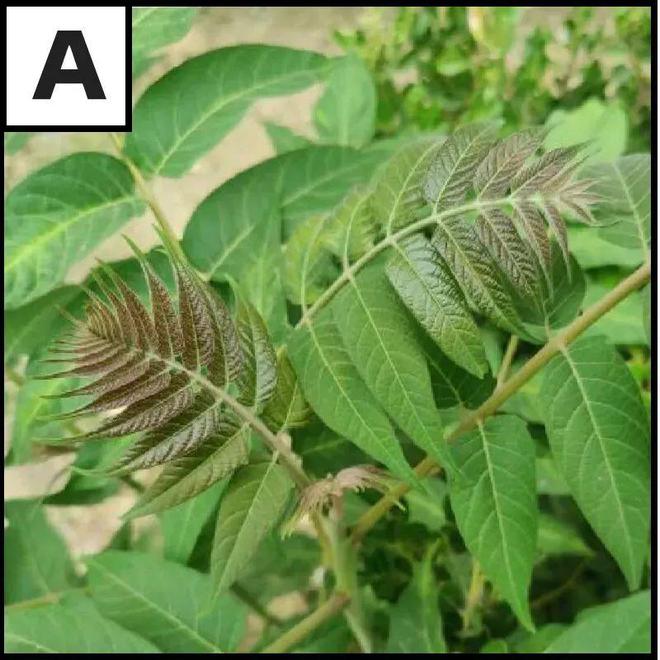 最新鮮病毒的日常趣事探秘