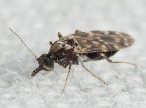 最新鮮病毒的日常趣事探秘