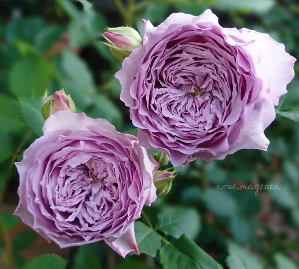 超級還的崛起與影響力,最新背景、事件及時(shí)代地位分析