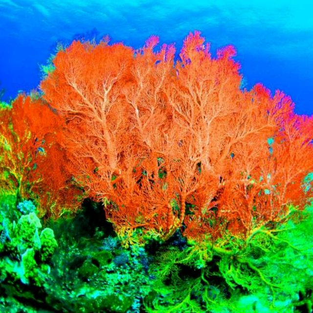 珊瑚頌的最新時(shí)代價(jià)值與爭(zhēng)議,一首歌曲引發(fā)的熱議與探討