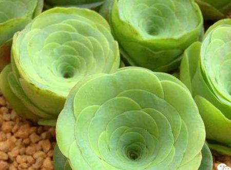 植物保姆全攻略，從入門到進階，植物照顧指南