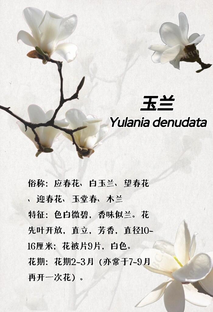 最新玉芝蘭，與自然美景的邂逅與內心平和之旅