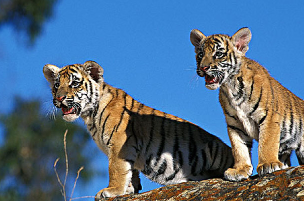 金虎最新觀點(diǎn)分析與闡述