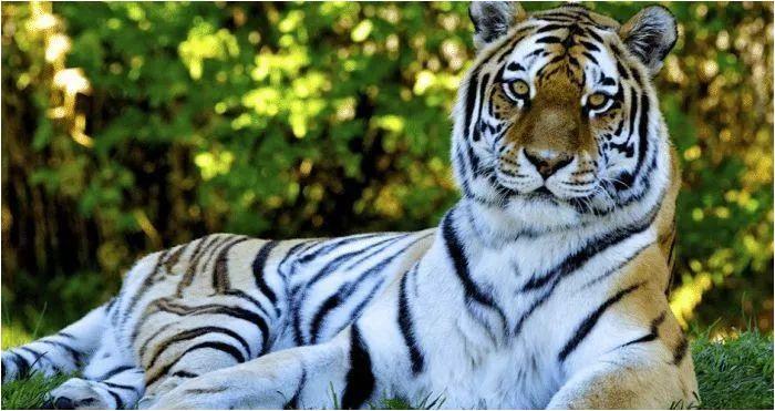 金虎最新觀點分析與闡述