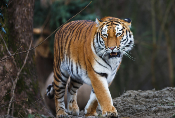 金虎最新觀點分析與闡述